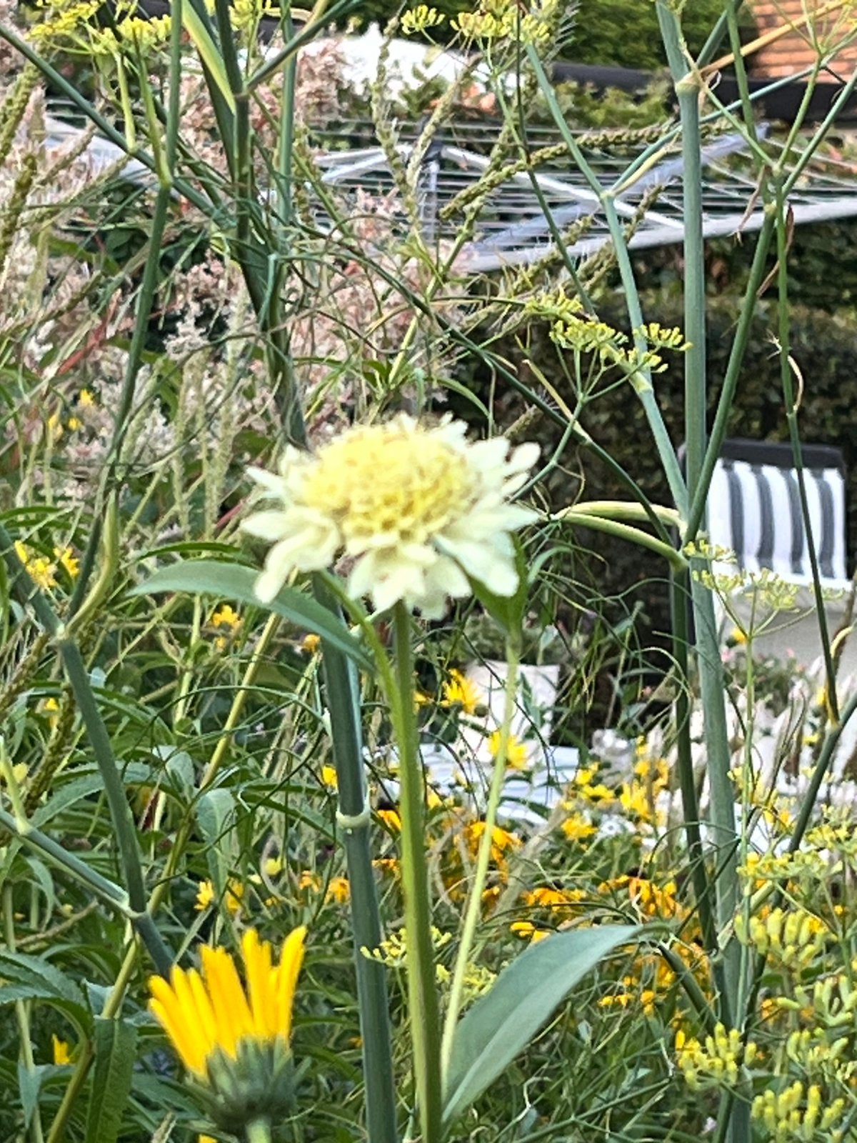 Gratis prachtig gele plant knautia, Tuin en Terras, Planten | Tuinplanten, Volle zon, Vaste plant, Zomer, Ophalen