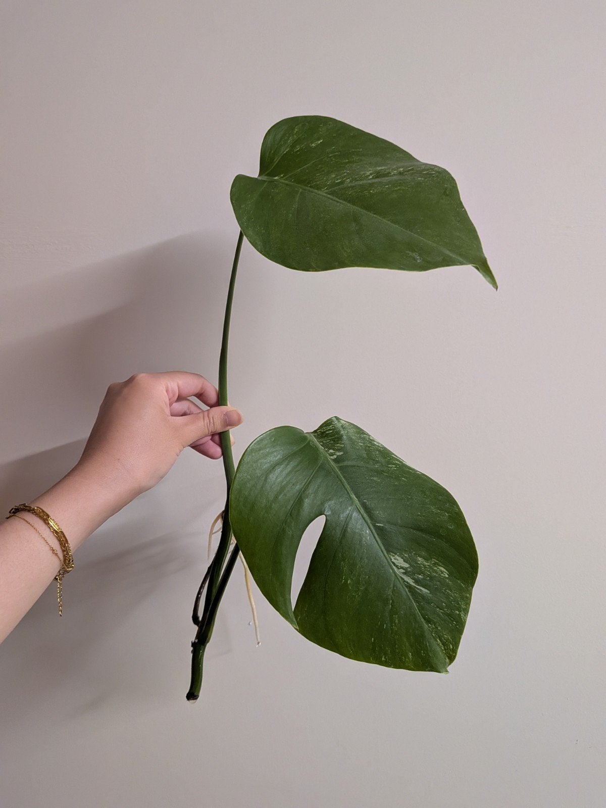 Monstera Albo variegata stekje met wortels, Tuin en Terras, Planten | Tuinplanten, Ophalen