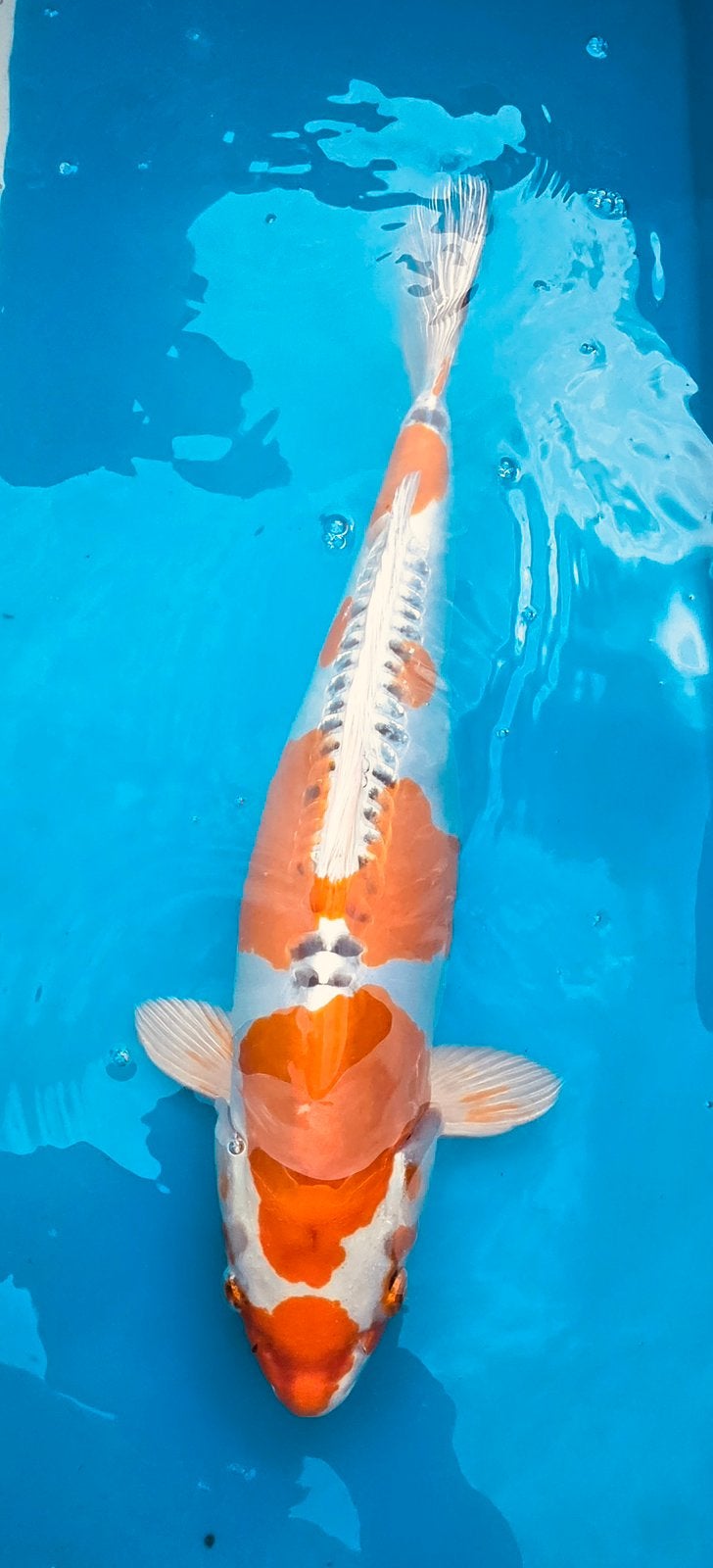 Japanse koi, Nisai mix, Karper of Koi