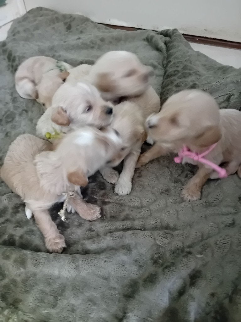 prachtige labradoodle puppy 3 reutjes 3 teefjes, Dieren en Toebehoren, Honden | Retrievers, Spaniëls en Waterhonden, Nederland