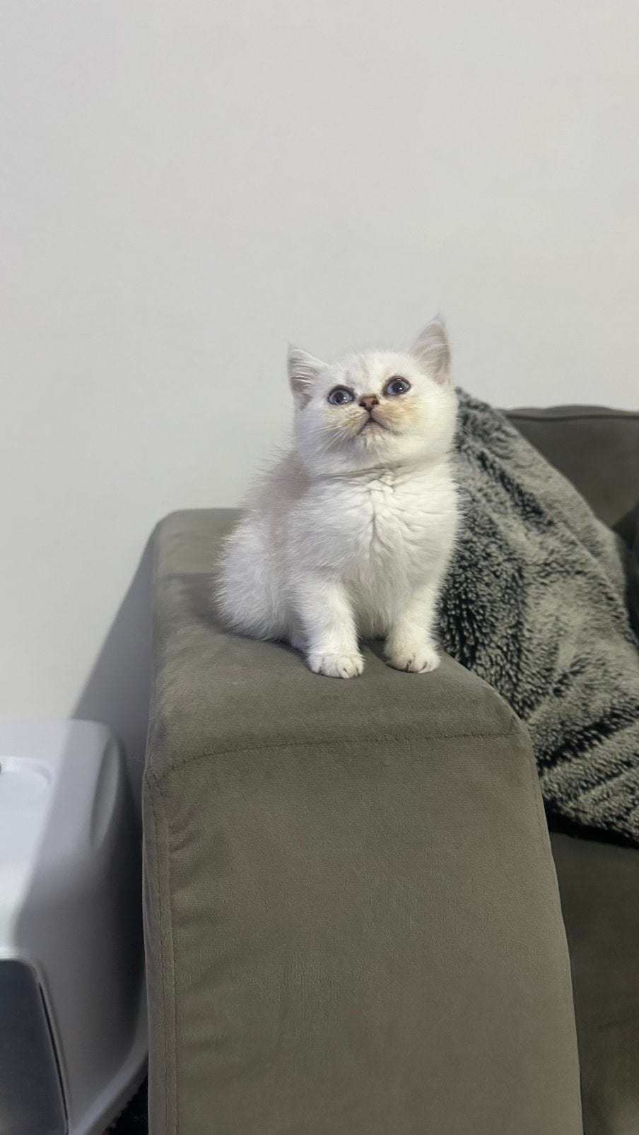 Britse korthaar silver schaded, Dieren en Toebehoren, Poes