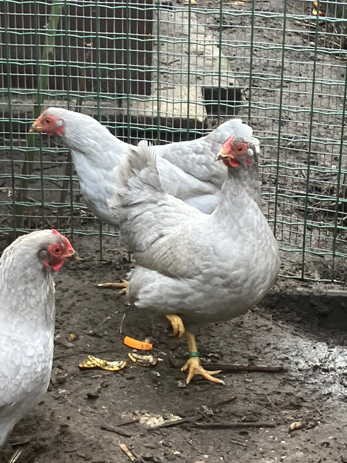 Wyandotte krielen, Dieren en Toebehoren, Pluimvee, Meerdere dieren, Kip