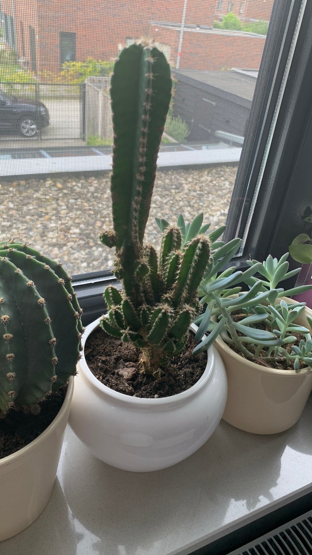 Cactus plant met pot €10, Huis en Inrichting, Ophalen, Cactus, Volle zon, Minder dan 100 cm
