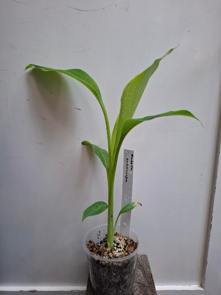 Musella lasiocarpa., Tuin en Terras, Planten | Tuinplanten, Ophalen of Verzenden, Herfst, Overige soorten, Volle zon