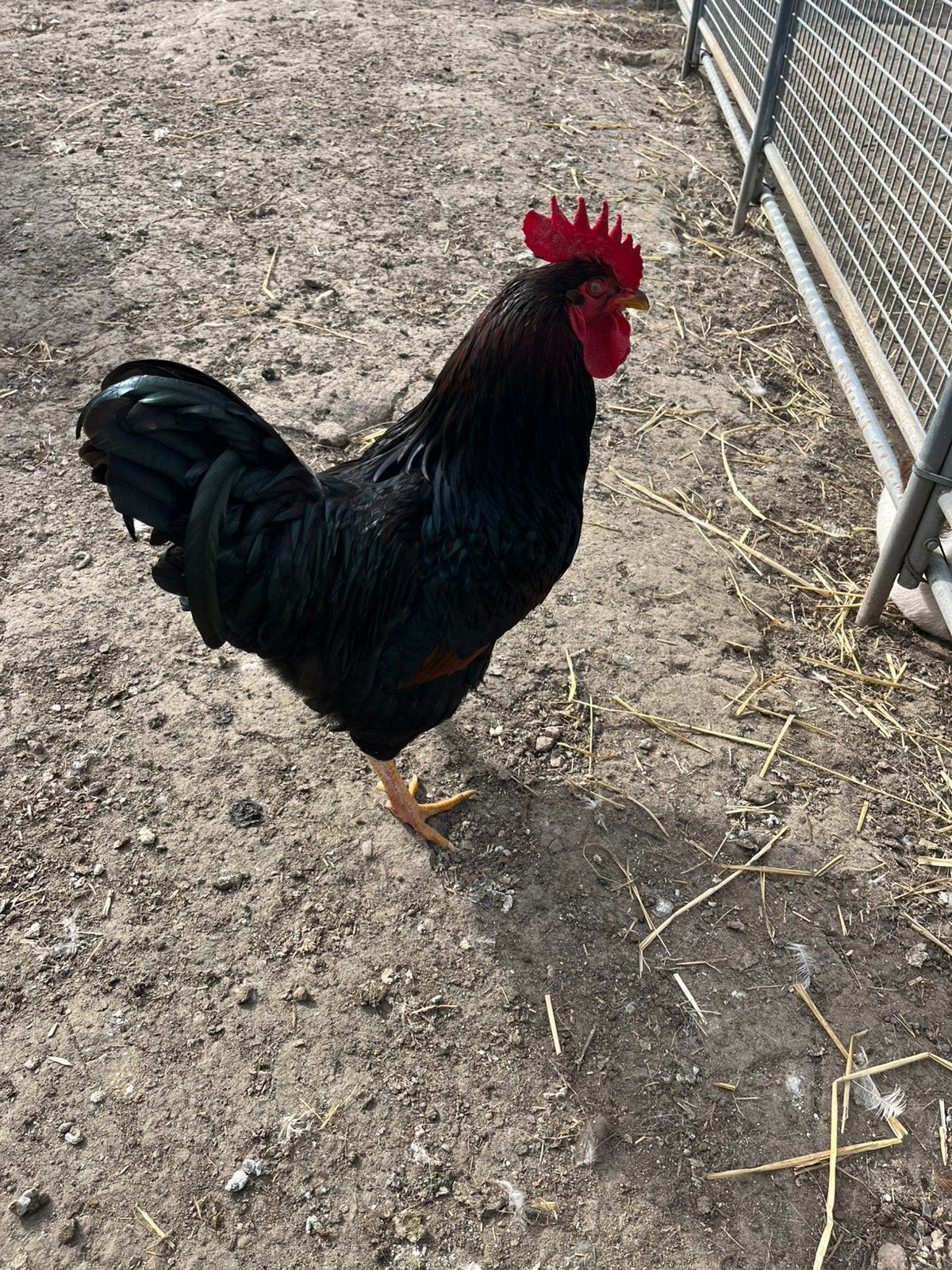 TE KOOP DUBBEL GEZOOMDE BARNEVELDER HAAN, Dieren en Toebehoren, Mannelijk, Kip