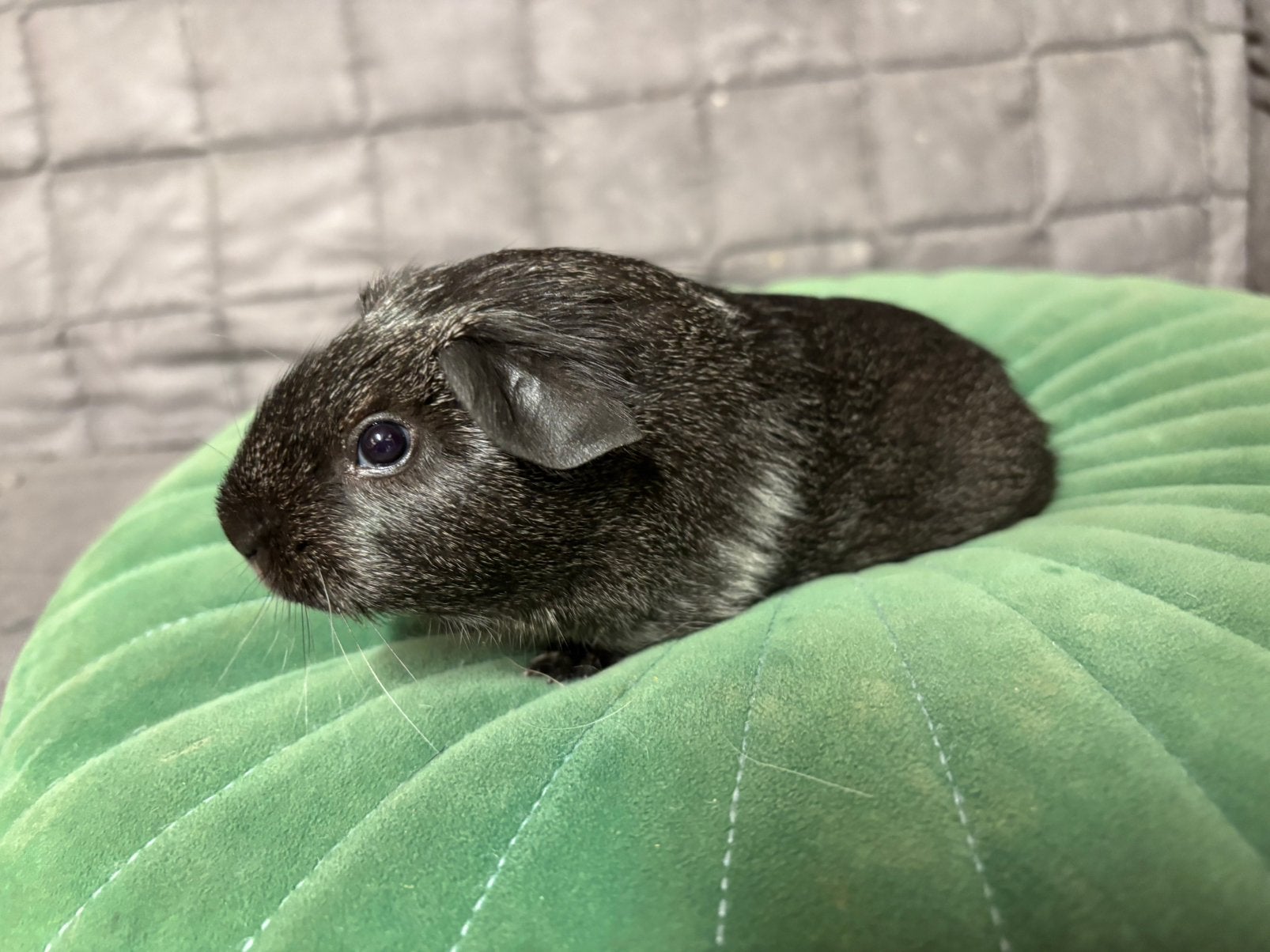 Cavia beertje, Mei, Mannelijk, Cavia