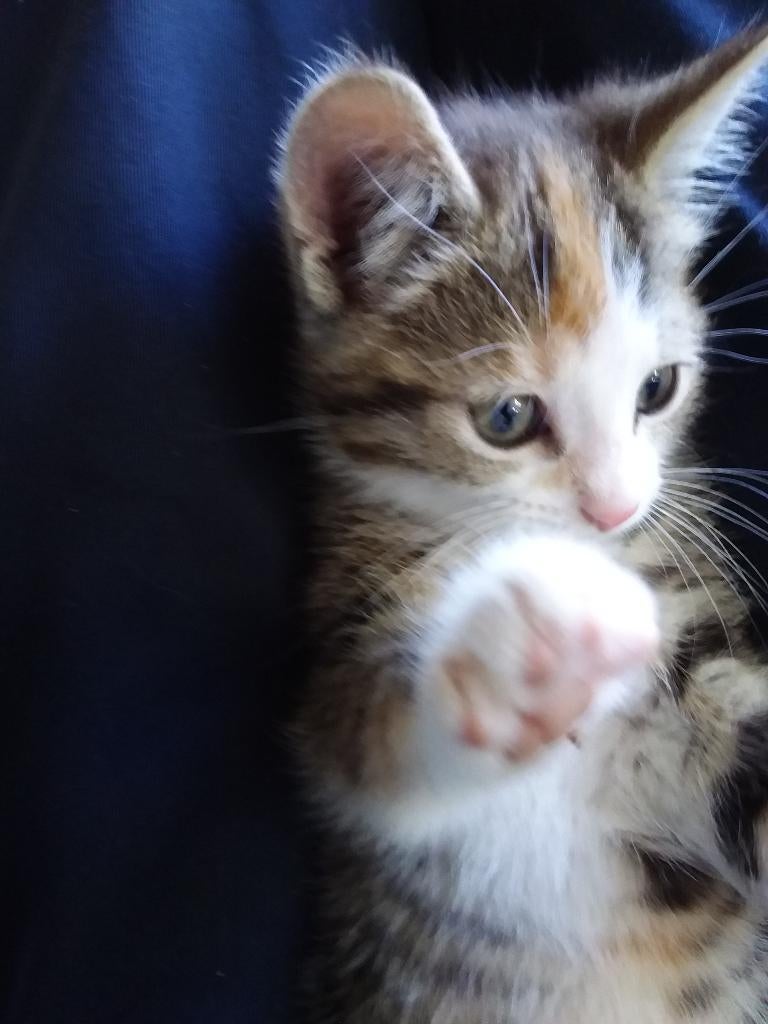 Kittens, Poes, 0 tot 2 jaar