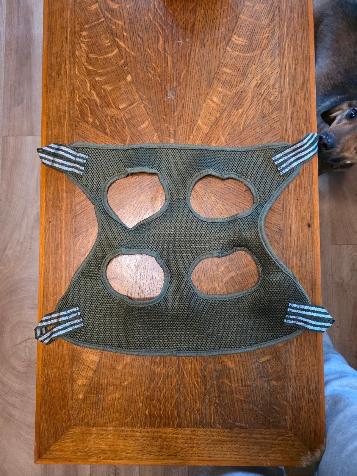 Harnas voor kat, Ophalen of Verzenden