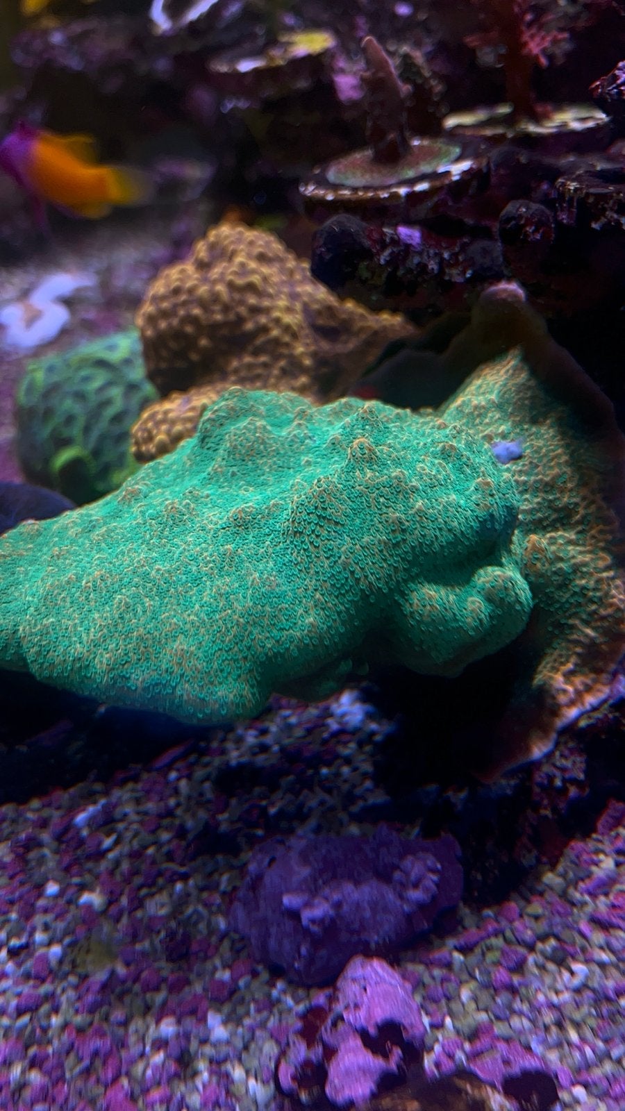 Zeeaquarium Koralen Montipora, Overige typen
