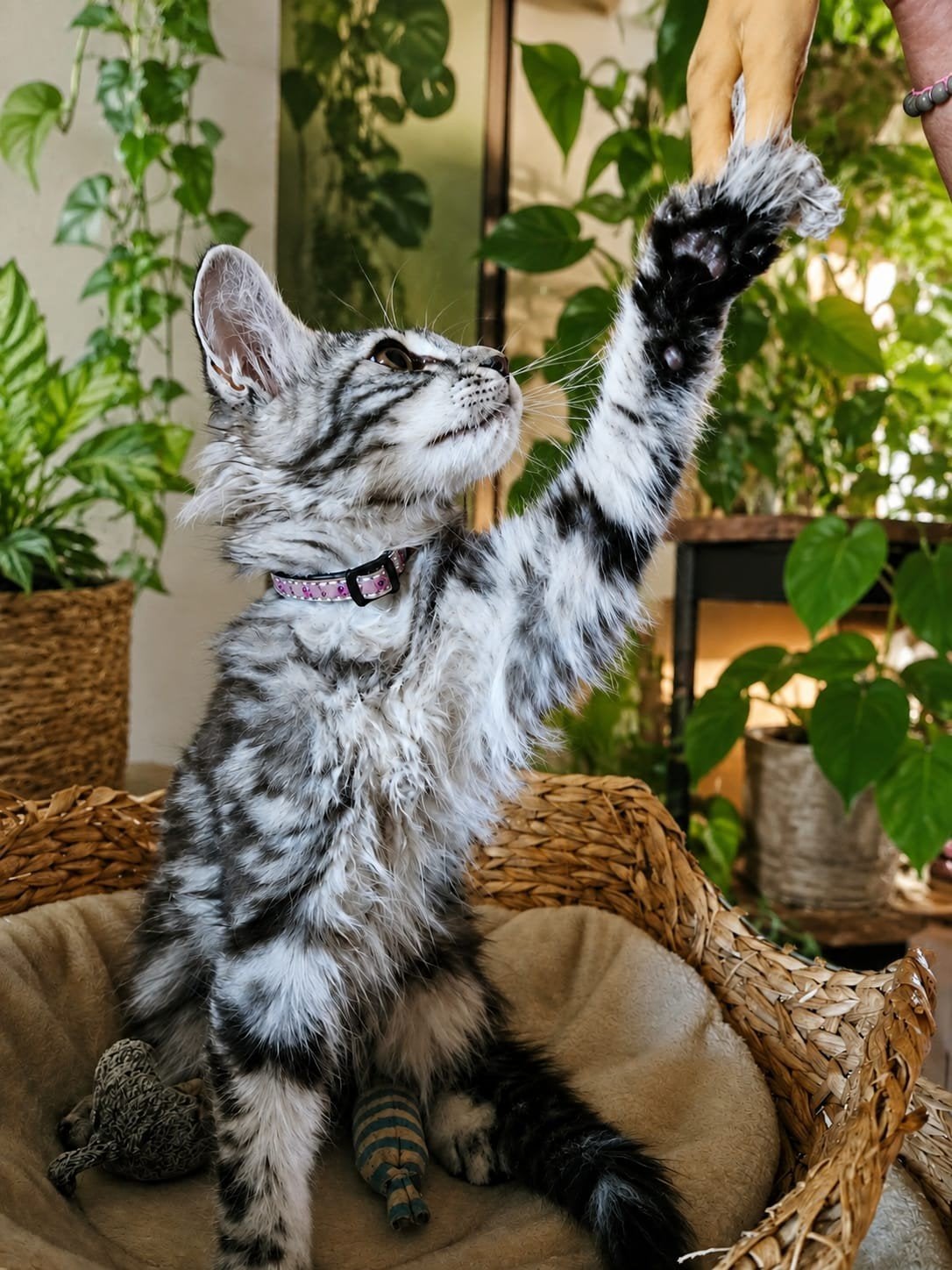 volle maine coon kittens, Meerdere dieren, Gechipt, 0 tot 2 jaar