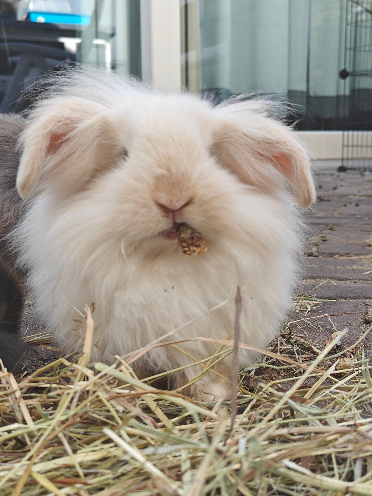 Minilop / Teddy Widder konijntjes, Dieren en Toebehoren, Konijnen, Meerdere dieren, Dwerg