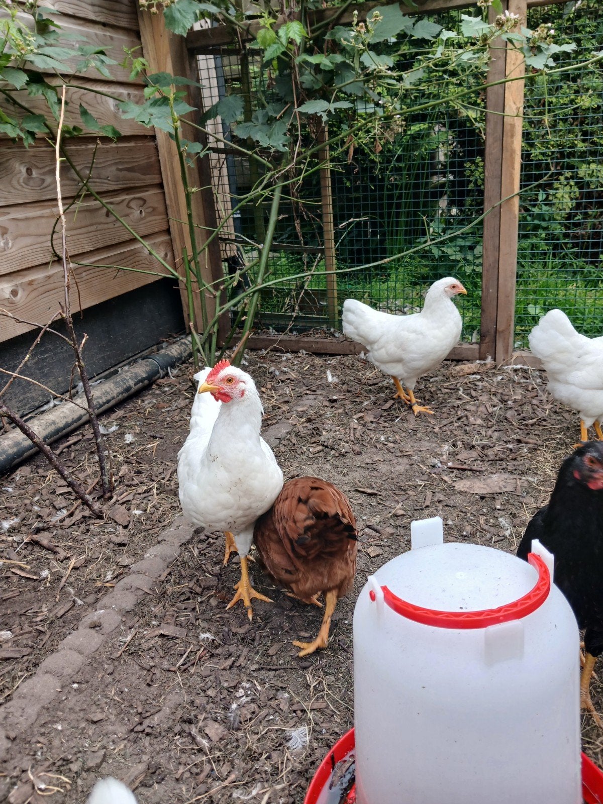 Barnevelder kriel haan, Dieren en Toebehoren, Pluimvee, Mannelijk, Kip