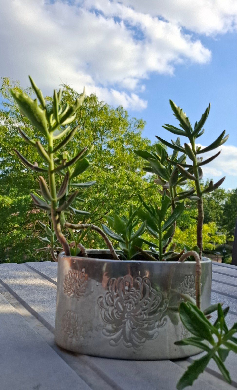 Kalanchoë Kewensis zeldzame succulent in een mooie schaal, Ophalen, In pot, Minder dan 100 cm, Bloeiende kamerplant