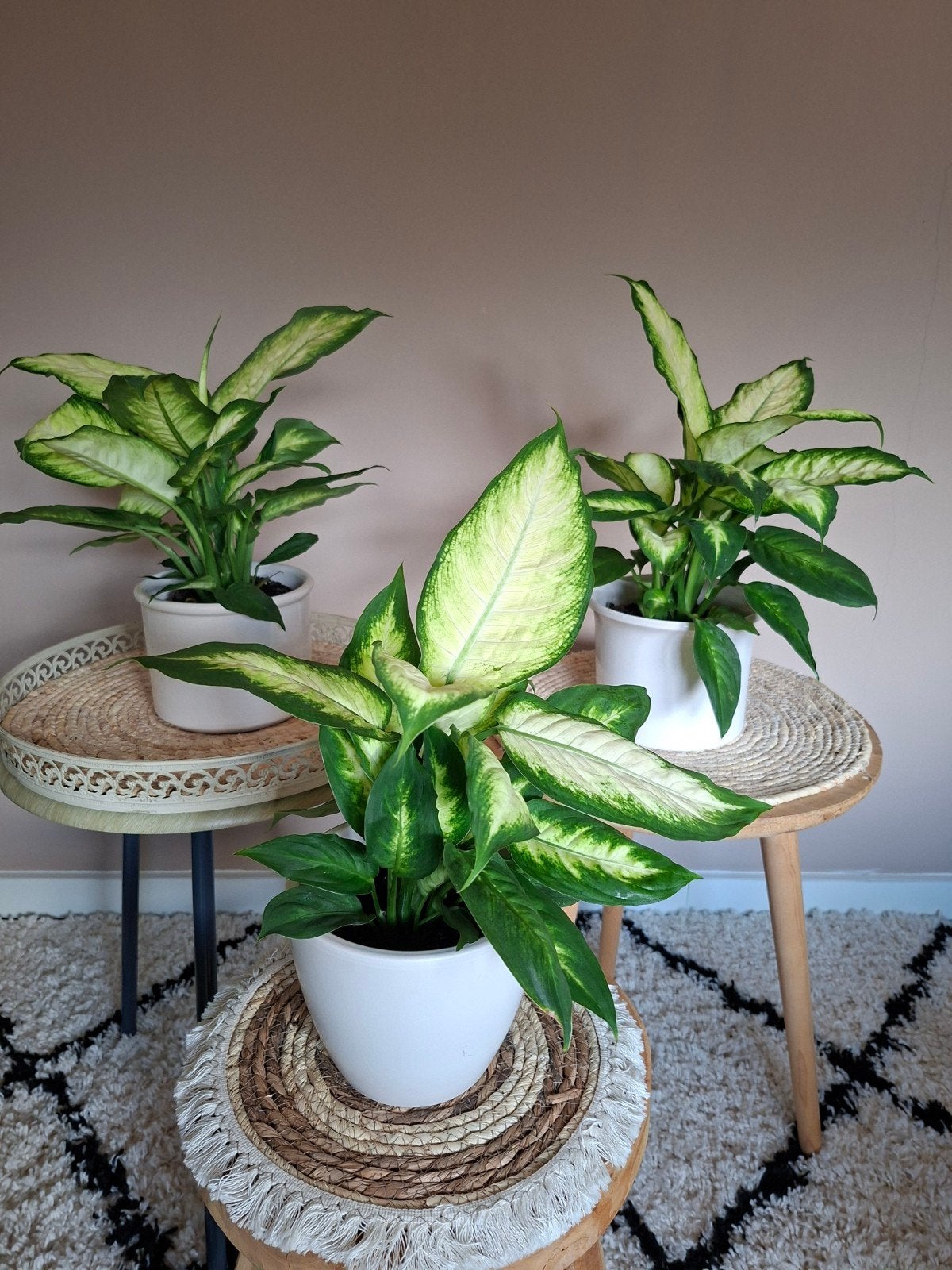 Dieffenbachia kamerplanten in witte potten, Ophalen, Halfschaduw, In pot, Minder dan 100 cm