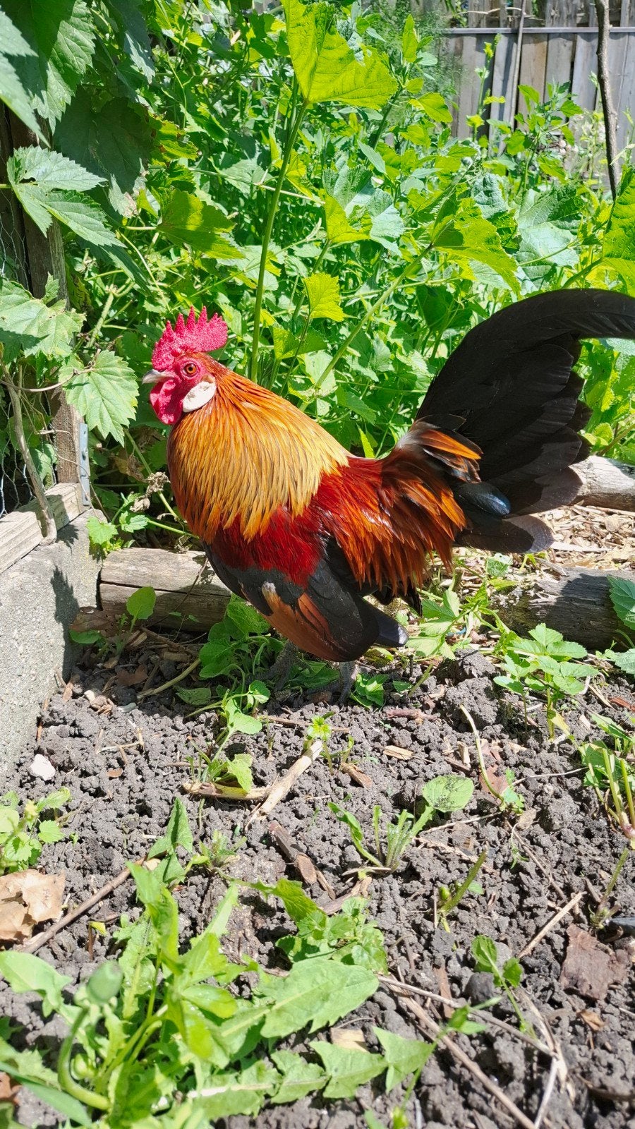 Hollandse kriel haantje, Mannelijk, Kip