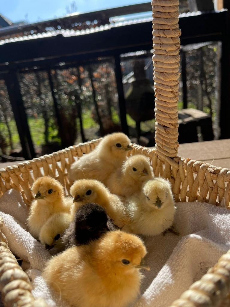 Laatste 4 Zijdehoen kriel kuikentjes!, Dieren en Toebehoren, Pluimvee, Geslacht onbekend, Kip