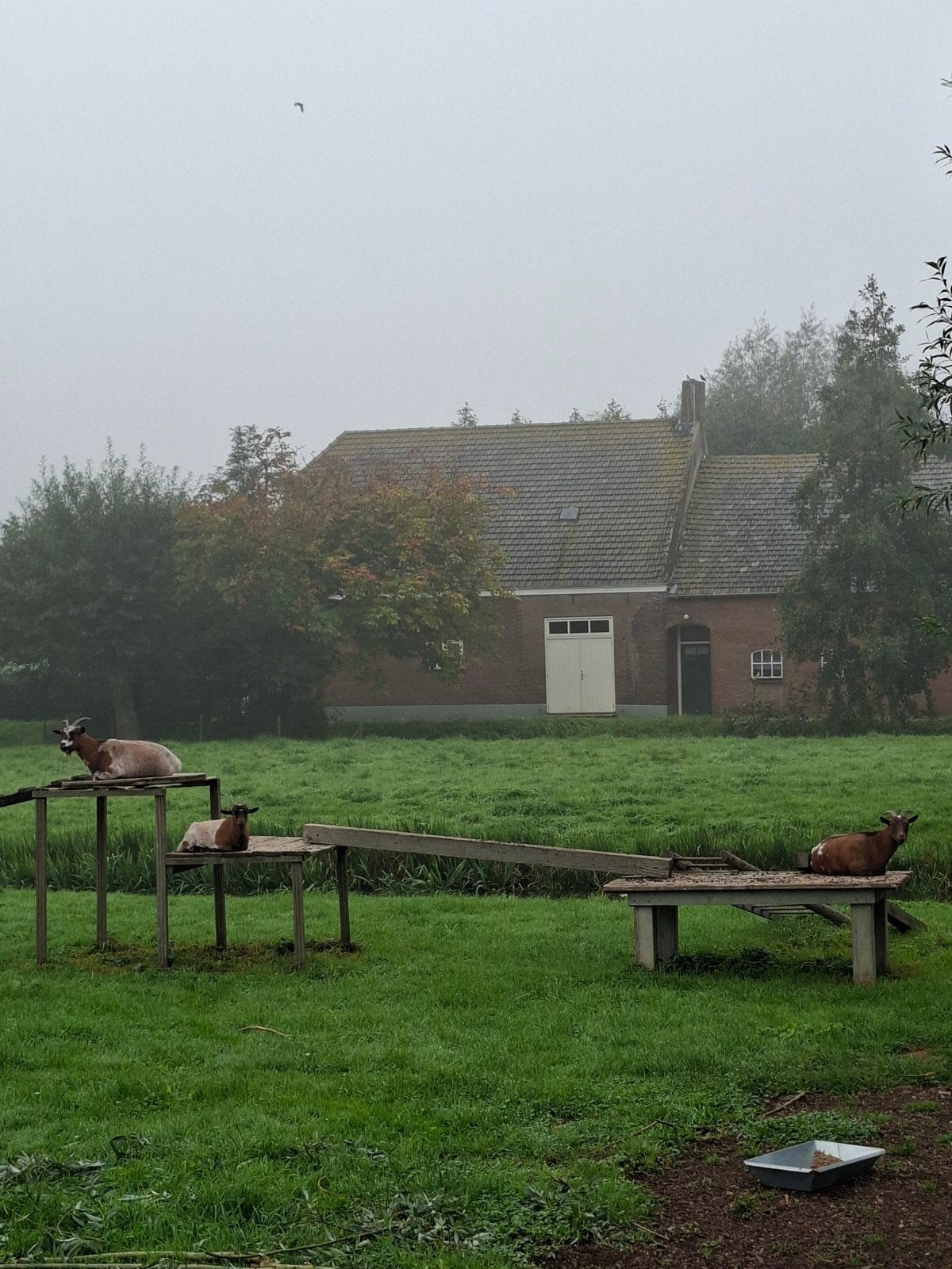 3 geiten gratis af te halen, Dieren en Toebehoren, Vrouwelijk, Geit
