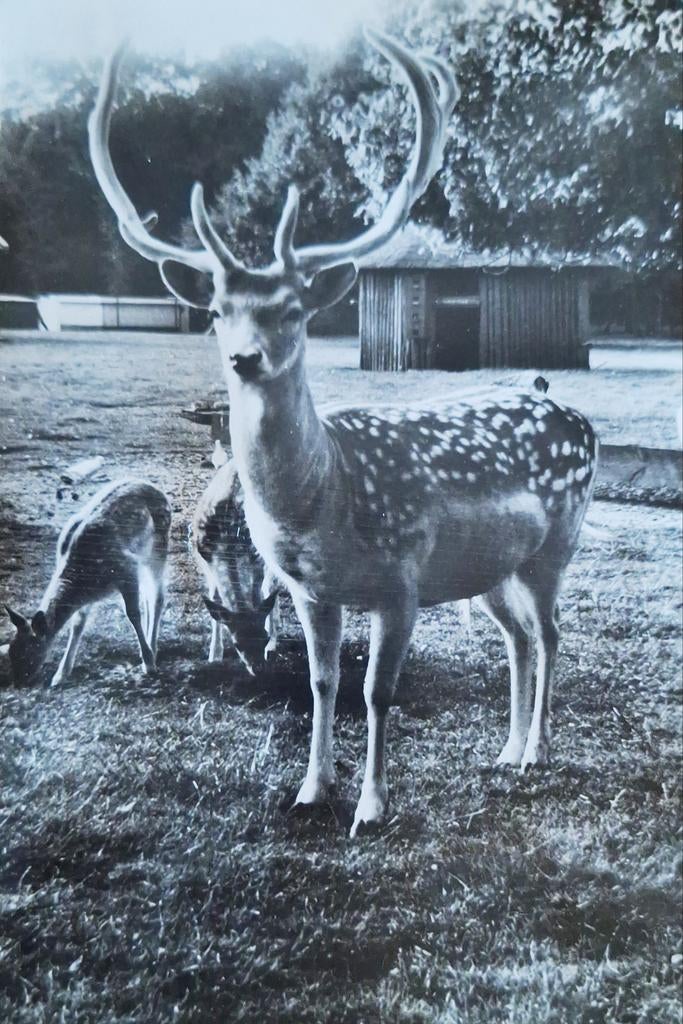 Fotokaart Naarden - Oud Valkeveen - Hertenkamp, Ophalen of Verzenden, 1960 tot 1980, Gelopen, Noord-Holland