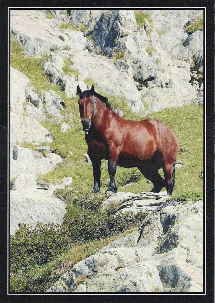 Paard Navarro  522, Verzamelen, Ophalen of Verzenden, 1980 tot heden, Ongelopen, Paard