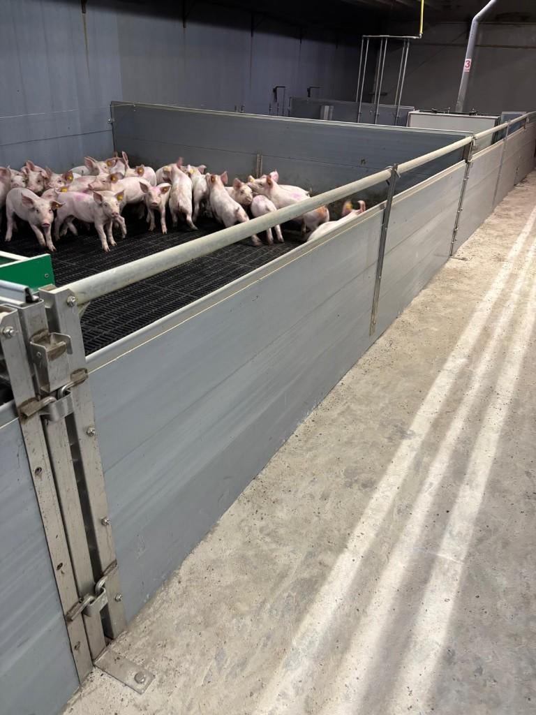 Hokinrichting voor biggen [242], Dieren en Toebehoren, Schapen, Geiten en Varkens, Meerdere dieren, Schaap