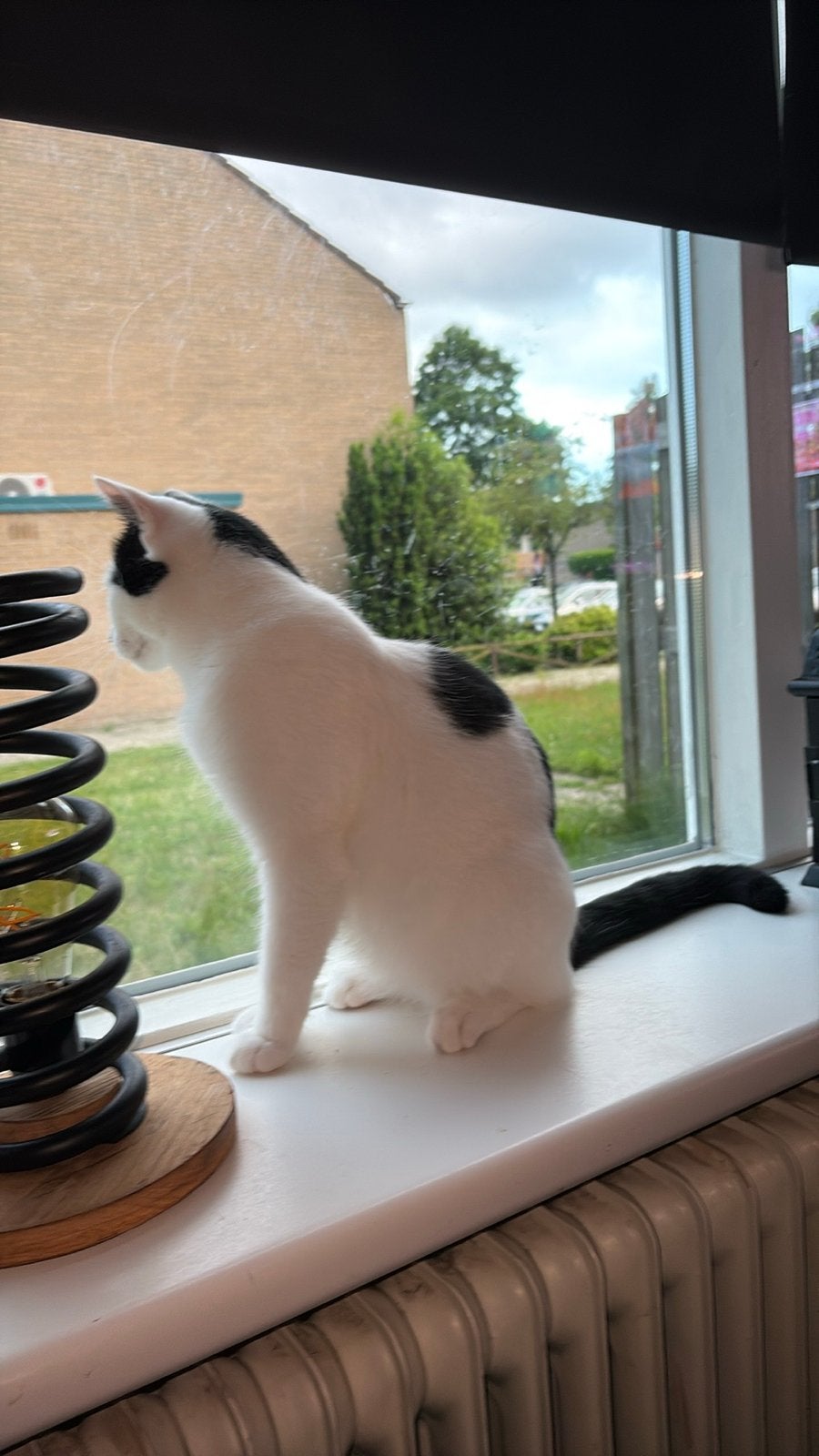 Lieve kater, Kater, Kortharig, 0 tot 2 jaar