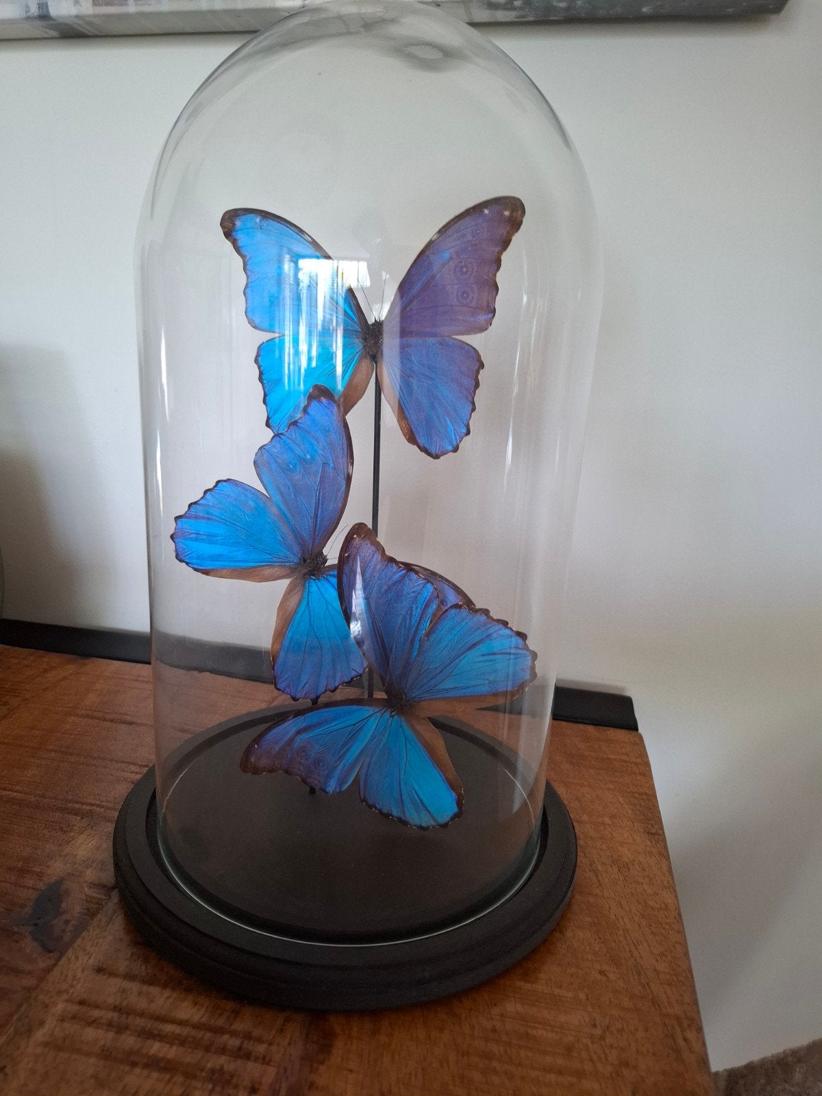 Stolp met 3 Morpho Didius vlinders - Perfecte staat, Ophalen, Zo goed als nieuw