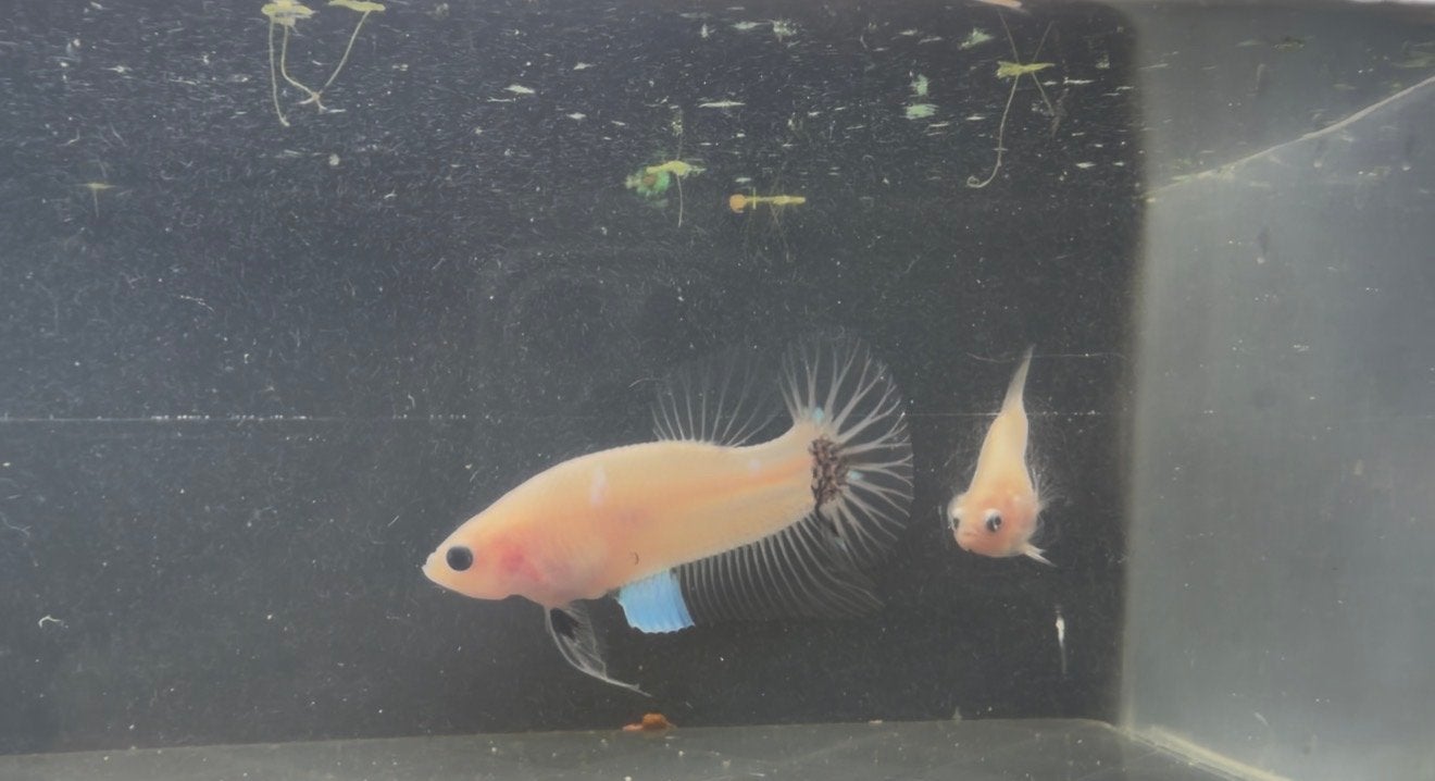beautiful betta fish males, Dieren en Toebehoren, Vis, Zoetwatervis, Schoolvis