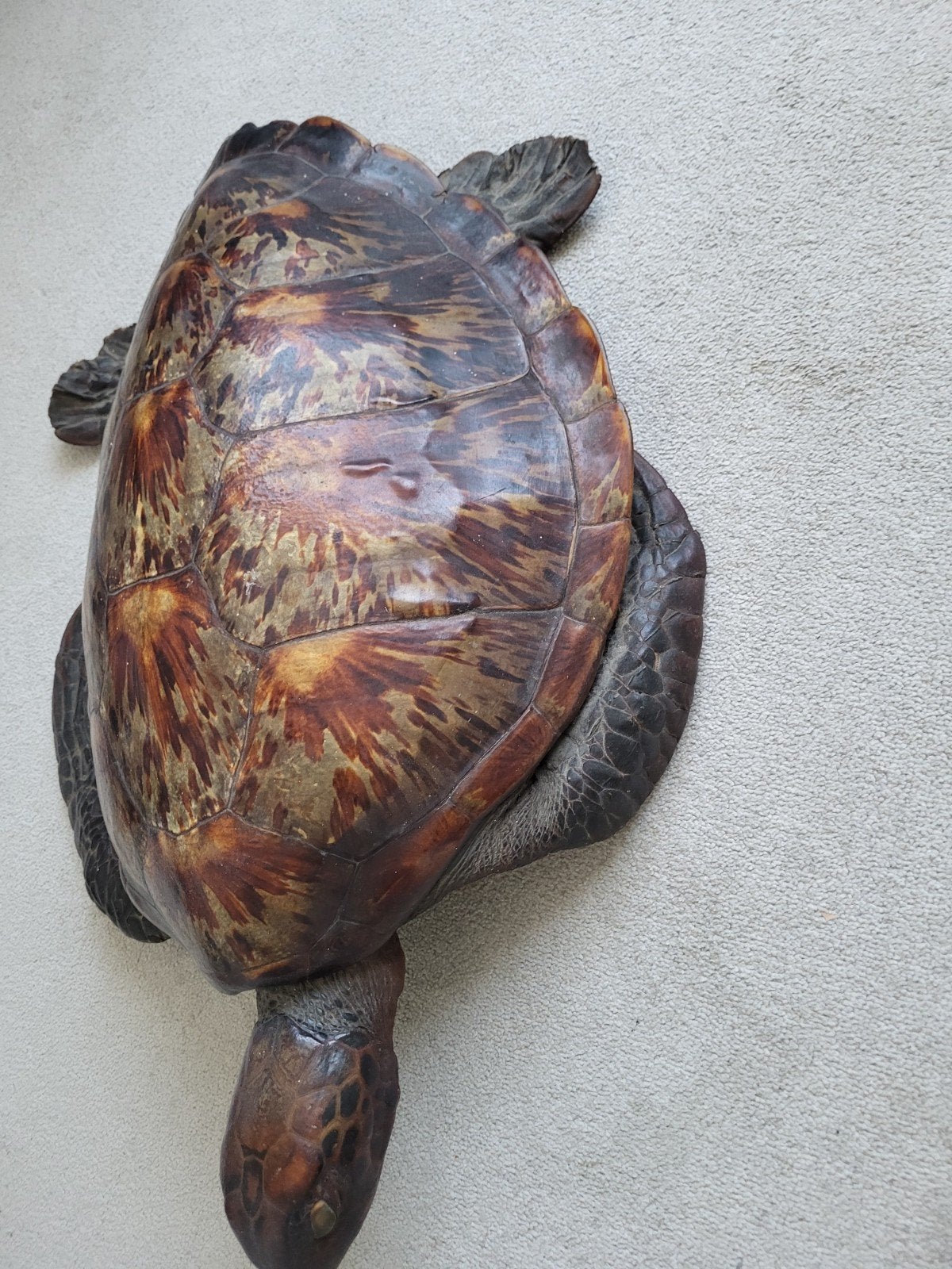 Fraaie opgezette schildpad - 70 cm lang, Ophalen of Verzenden