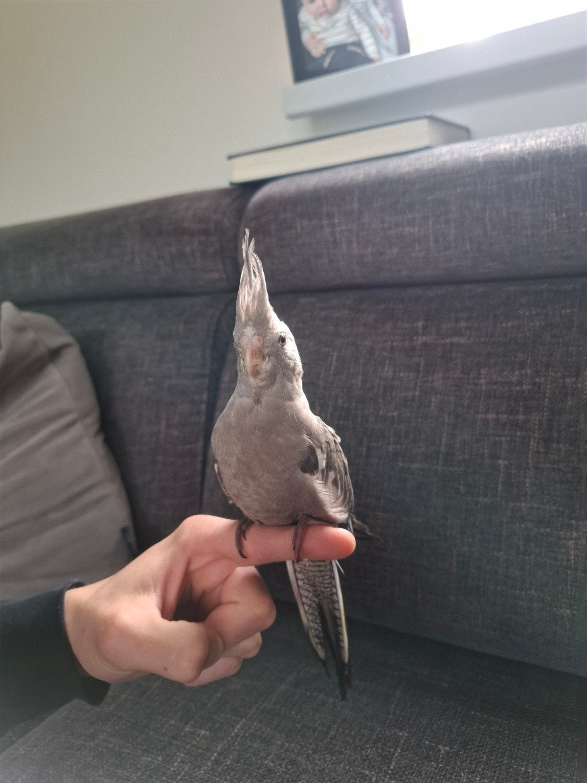 Jonge handtamme valkparkieten, Dieren en Toebehoren, Geslacht onbekend, Parkiet, Tam