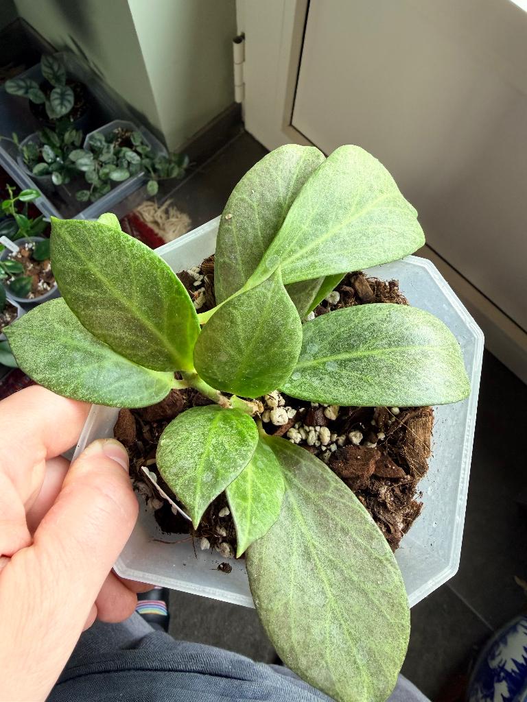 Hoya obscura silver plant, Huis en Inrichting, Verzenden, Halfschaduw, Minder dan 100 cm
