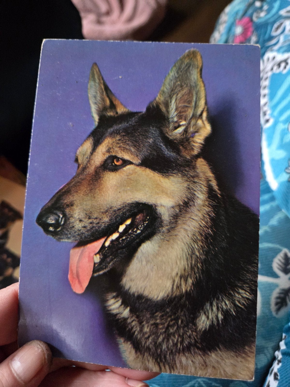 Vintage Ansichtkaart Duitse Herder Hond, Ophalen of Verzenden, 1960 tot 1980, Ongelopen, Hond of Kat