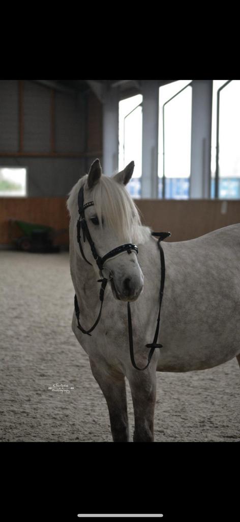 Super lieve D pony te koop, Merrie, 7 tot 10 jaar