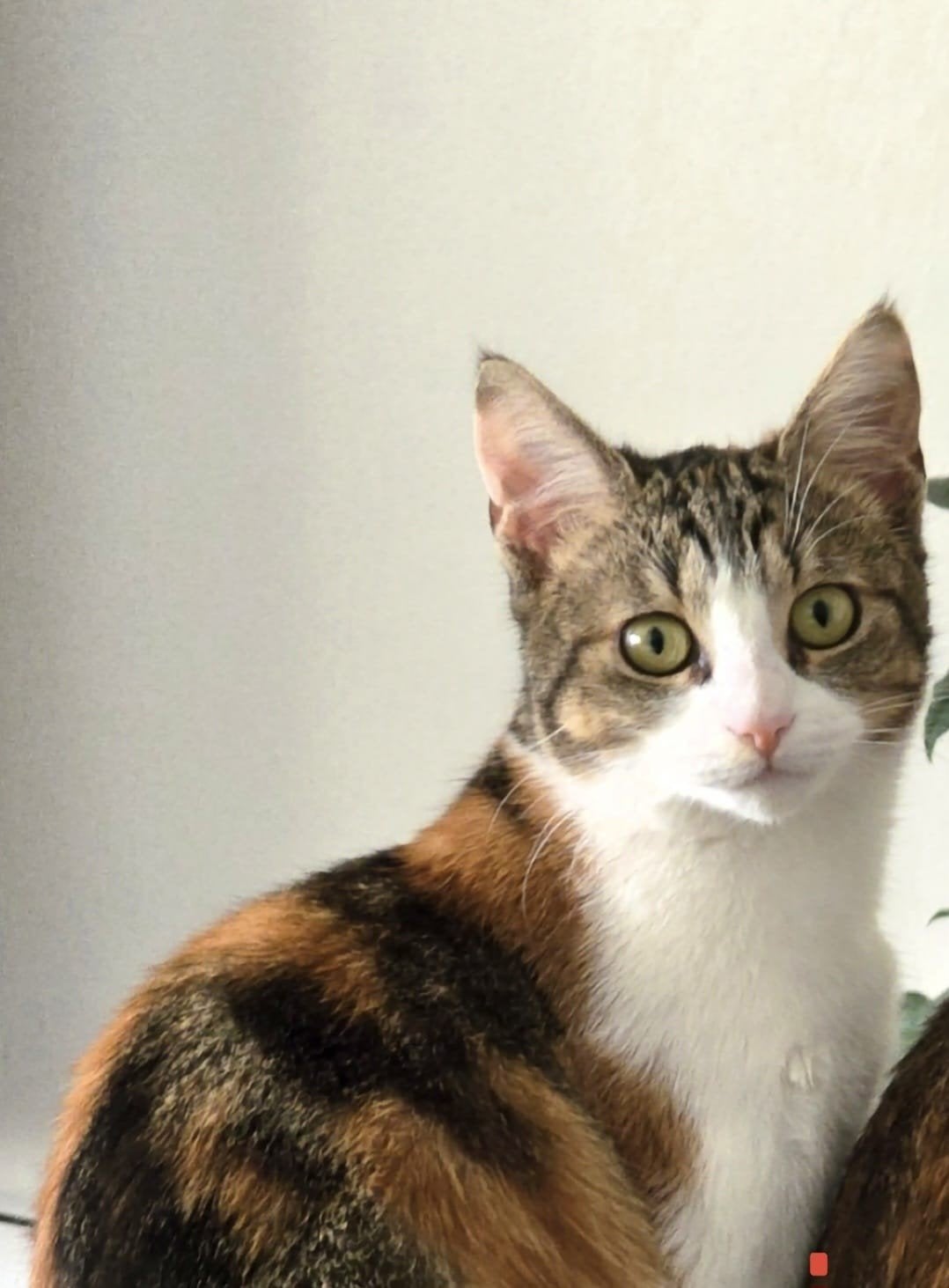 Cute Poes, Poes, 0 tot 2 jaar