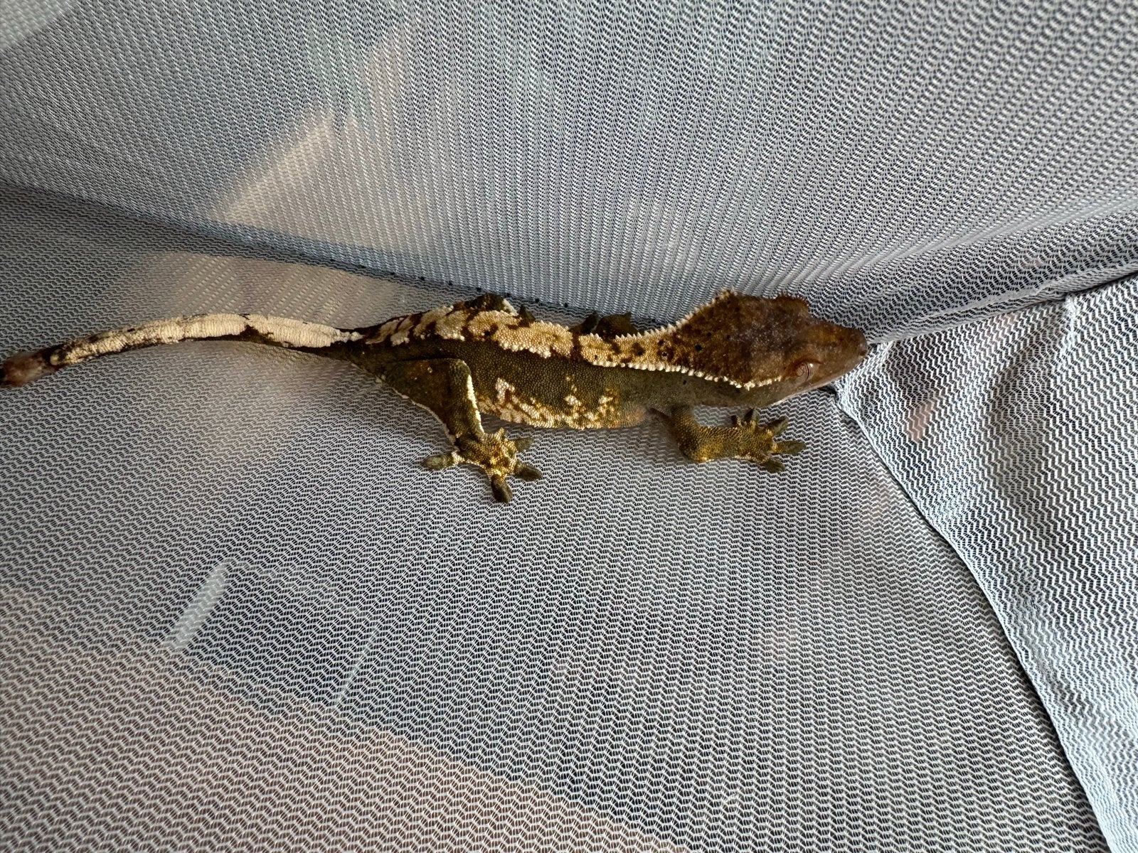Halfwas wimpergekkos, Dieren en Toebehoren, Hagedis, 0 tot 2 jaar