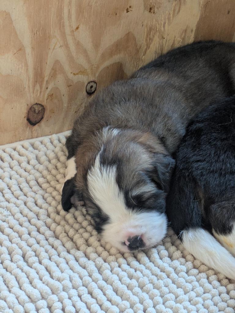 Pups ( Berner Sennen x Sint Bernard x New Foundlander), Dieren en Toebehoren, Parvo, Meerdere, Meerdere dieren, Nederland