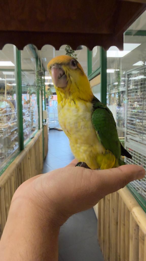 Jonge roestkop caique incl. Getest, Dieren en Toebehoren, Vogels | Parkieten en Papegaaien, Meerdere dieren, Papegaai, Pratend