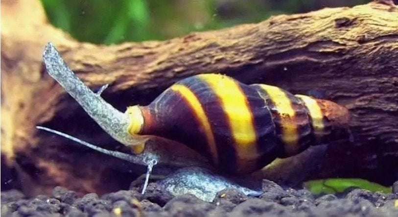 helena slakken, Dieren en Toebehoren, Slak of Weekdier