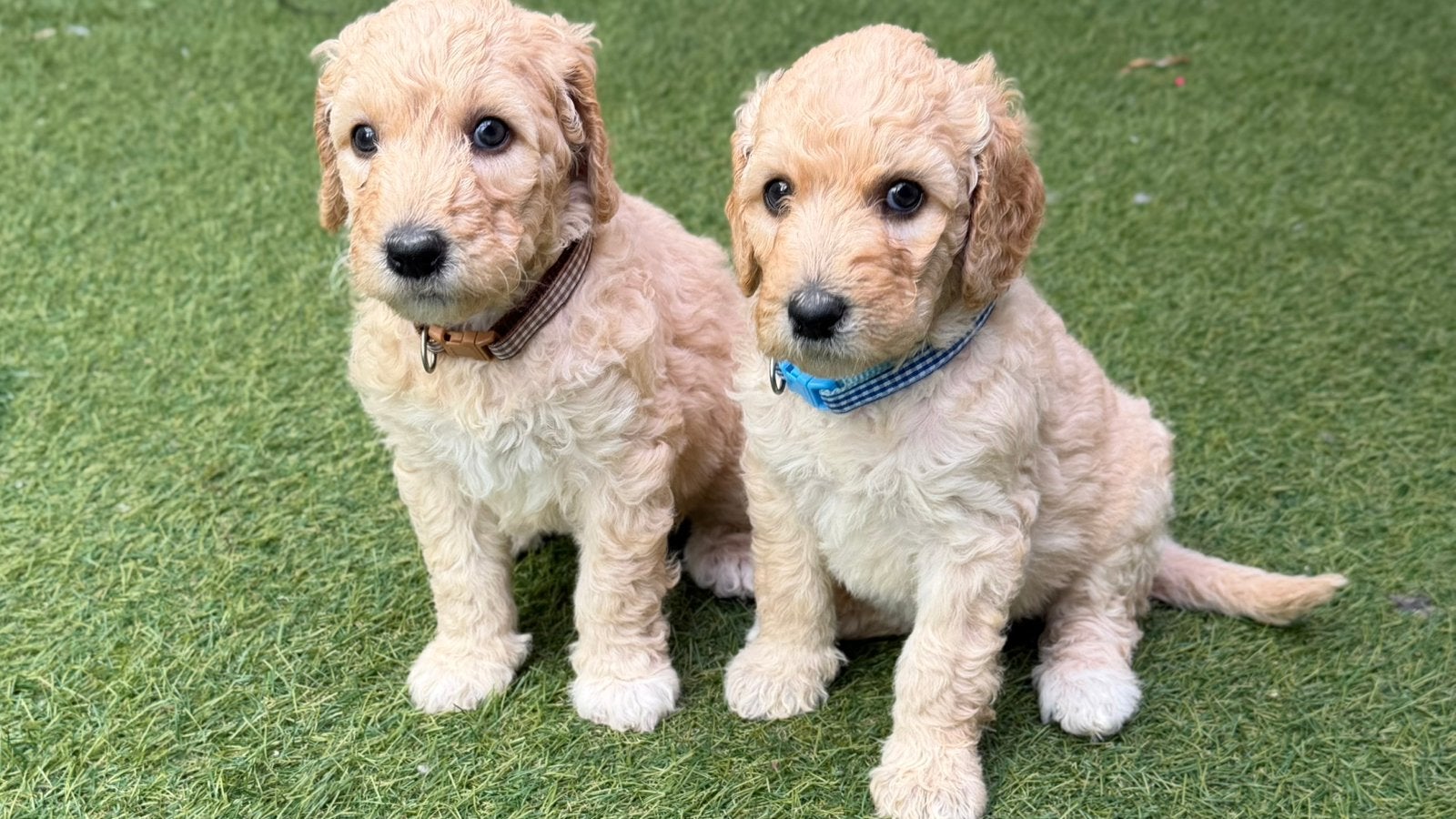 Lieve Labradoodle pups zoeken een warm mandje, Parvo, 8 tot 15 weken, Meerdere, Meerdere dieren