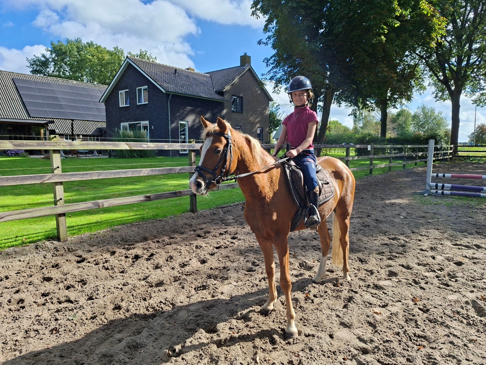 Super lieve mooi C pony's. Welsh, Dieren en Toebehoren, Merrie, Met stamboom, Zadelmak, 3 tot 6 jaar
