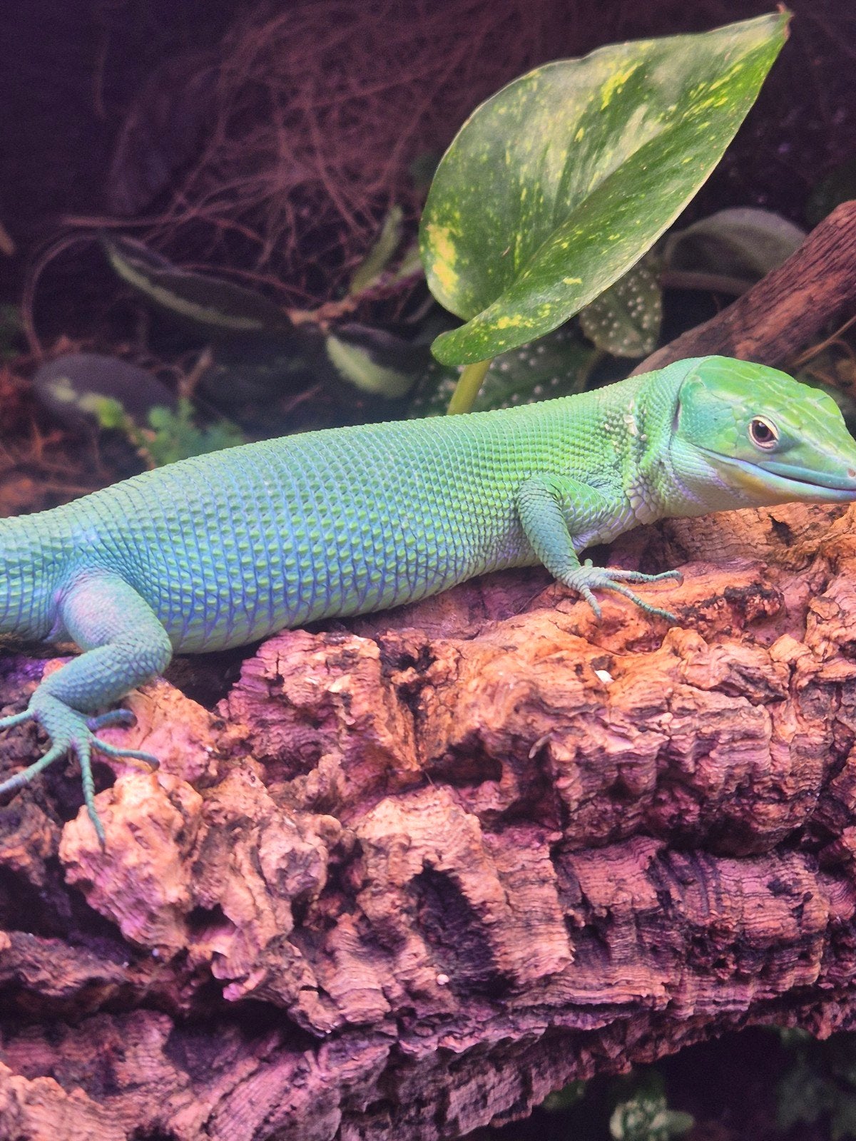 2 mooie Gastropholis prasina 1.0, Dieren en Toebehoren, Hagedis, Tam, 0 tot 2 jaar