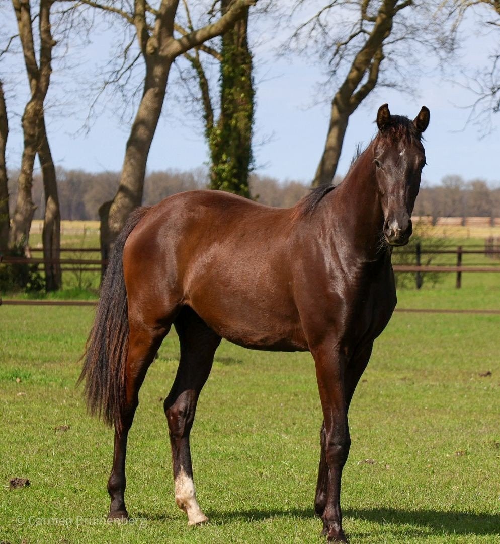 Aansprekende 2-jarige merrie, Dieren en Toebehoren, Paarden, Dressuurpaard, 0 tot 2 jaar, 160 tot 165 cm, Onbeleerd
