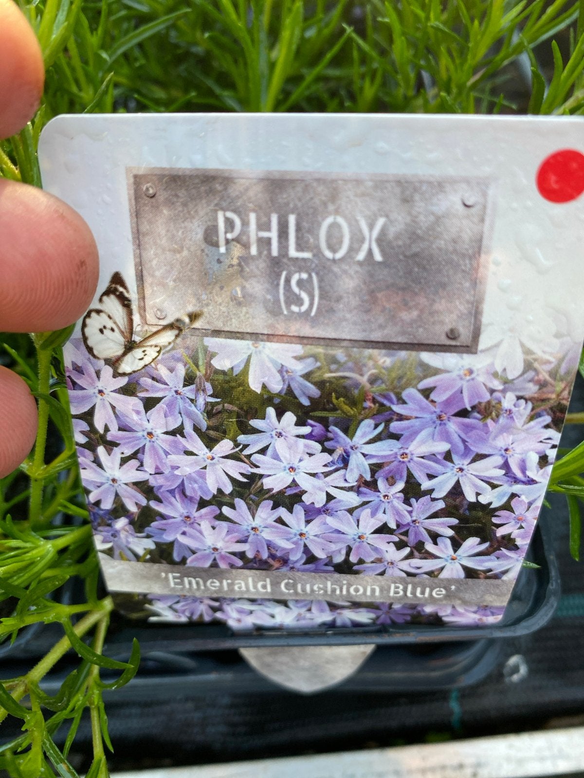 Phlox 'Emerald Cushion Blue' & 'Candy Stripes' - Bodembedekk, Ophalen, Bodembedekkers, Volle zon, Vaste plant