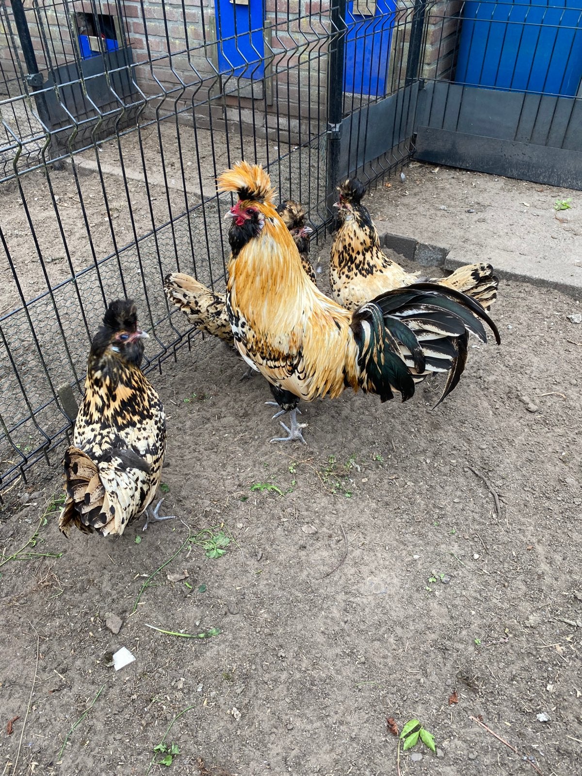 Te koop broedeieren Brabanter citroen getoept, Dieren en Toebehoren, Pluimvee, Geslacht onbekend, Kip