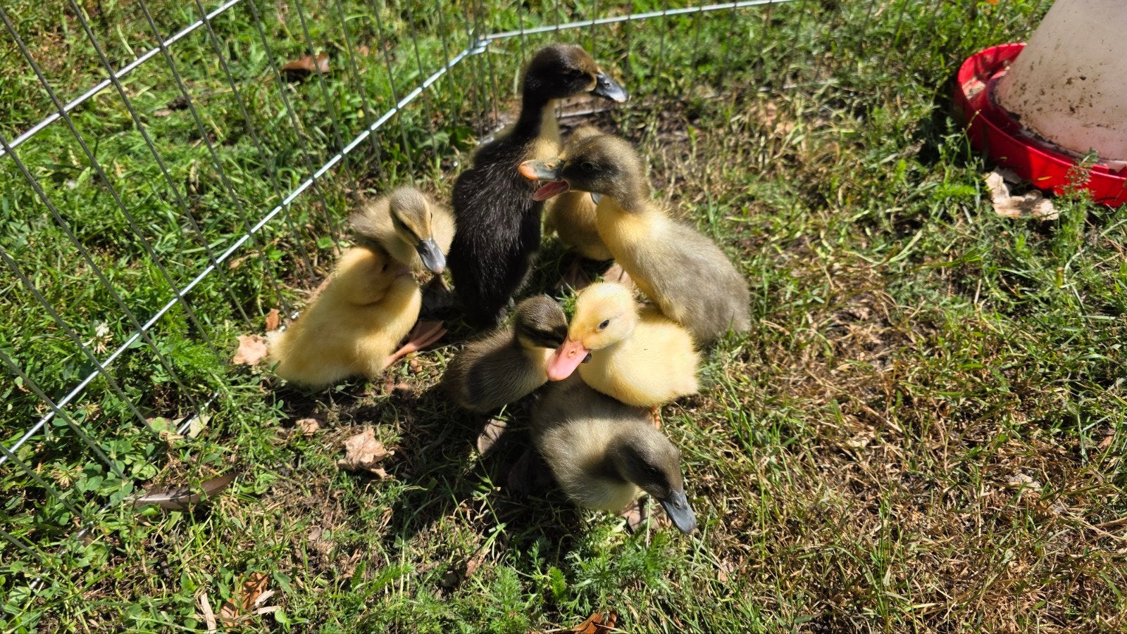 Loopeendjes, Dieren en Toebehoren, Pluimvee, Geslacht onbekend, Eend