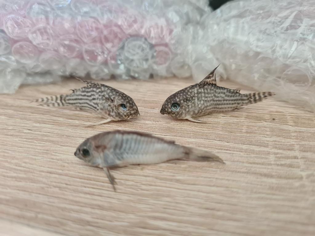 Gedroogde corydora, Ophalen, Zo goed als nieuw, Overige soorten, Opgezet dier