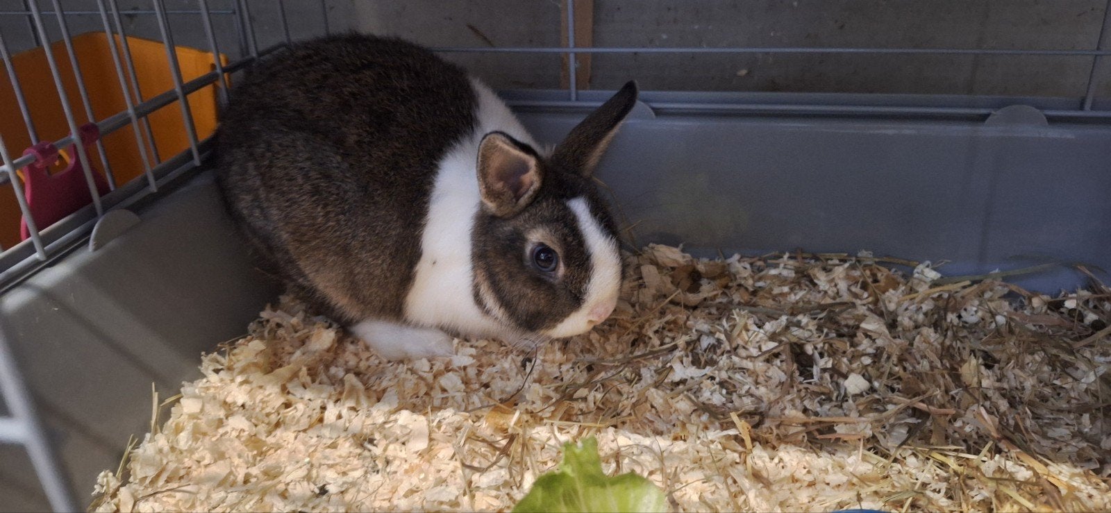 mooie ram konijn, Dieren en Toebehoren, Mannelijk
