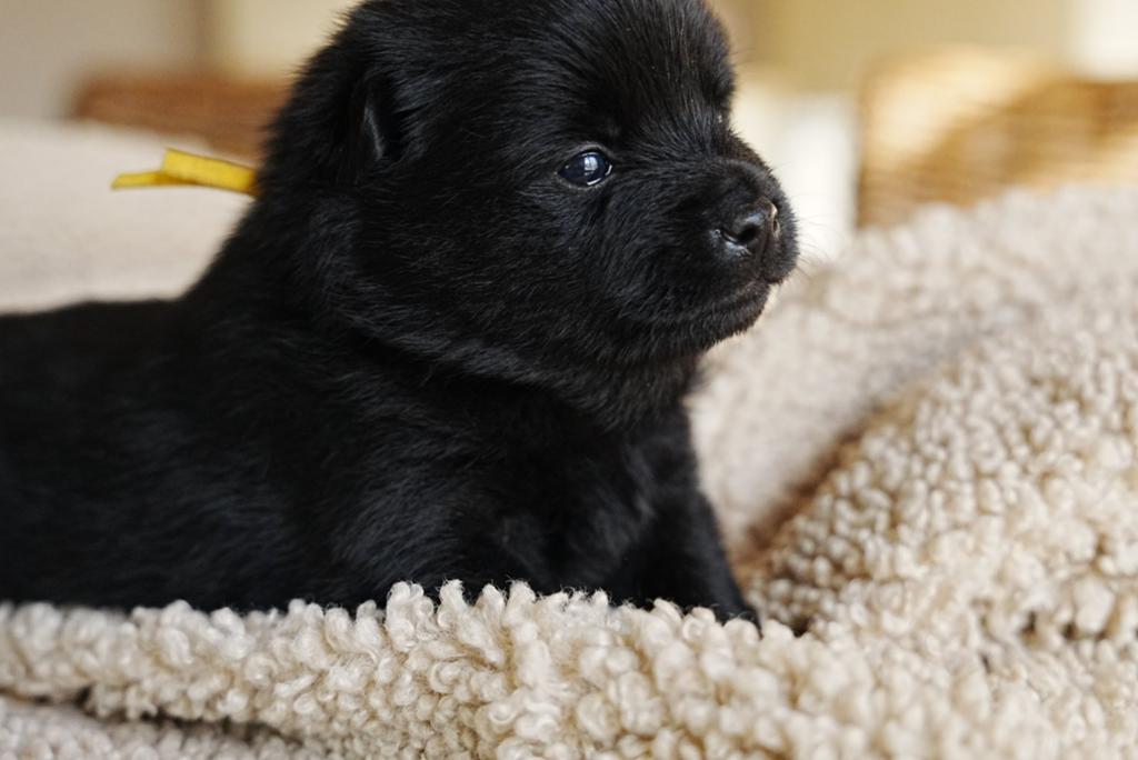 Schipperke pups, Dieren en Toebehoren, Honden | Herdershonden en Veedrijvers, Overige rassen, 8 tot 15 weken, Meerdere, Meerdere dieren
