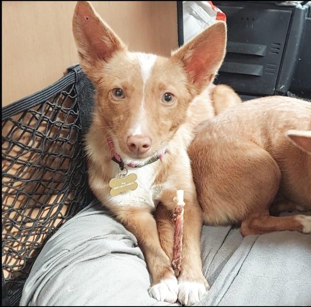 Deze twee lieverds zoeken het liefste baasje!, Dieren en Toebehoren, Honden | Niet-rashonden, Particulier, Rabiës (hondsdolheid)