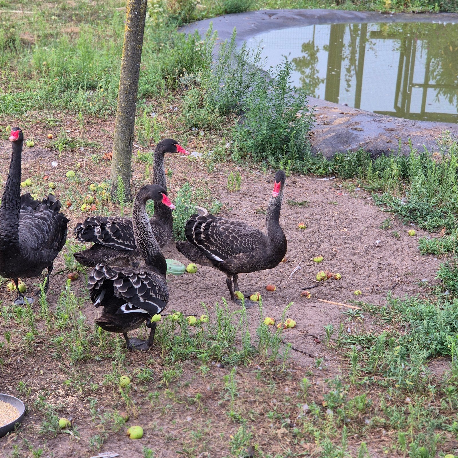 3 mooie jonge zwarte zwanen 4 mnd oud, Meerdere dieren, Kip