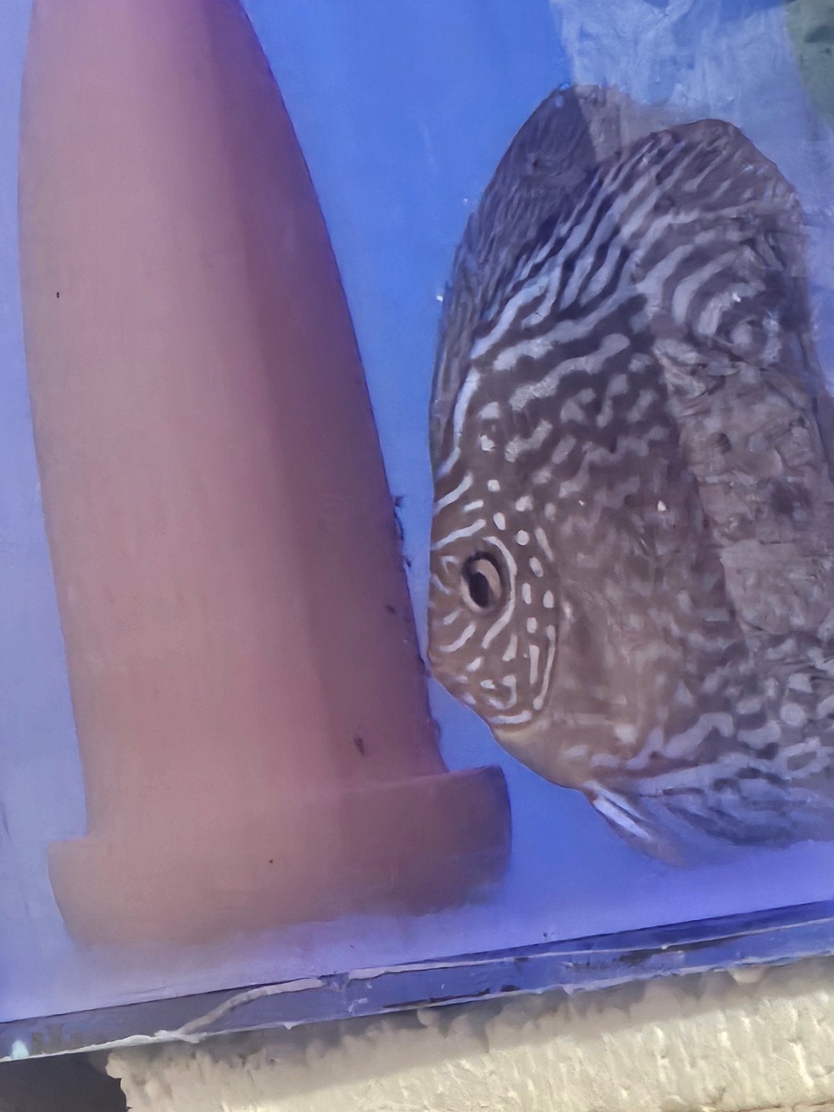 9 discus koppels in 1 koop, Dieren en Toebehoren, Vissen | Aquariumvissen, Vis, Zoetwatervis